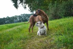 chumba-und-