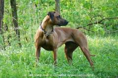Hundehalsband-Leder-Mix-mit-5-Ohr-Tunnel-im-Leo-Look-CHUMBA-1