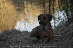 Hundehalsband-Leder-Mix-mit-5-Ohr-Tunnel-im-Leo-Look-CHUMBA-3