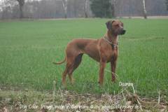 Hundehalsband-Leder-Mix-mit-5-Ohr-Tunnel-im-Leo-Look-CHUMBA-4
