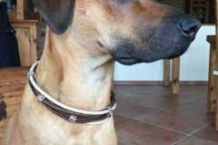 Hundehalsband-Leder-Mix-mit-5-Ohr-Tunnel-im-Leo-Look-Surayya-2