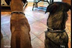 Hundehalsband-Leder-Mix-mit-5-Ohr-Tunnel-im-Leo-Look-Surayya-4