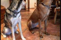 Hundehalsband-Leder-Mix-mit-5-Ohr-Tunnel-im-Leo-Look-Surayya-5