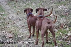 Hundehalsband-Ohrtunnel-Arisha-und-Chumba