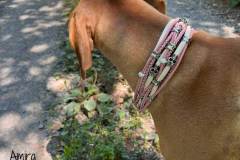 Luxus-Hundehalsband-Rhodesian-Ridgeback-Amira