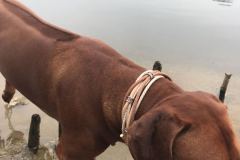 RHODESIAN-Ridgeback-Halsband-Simba-1