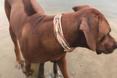 RHODESIAN-Ridgeback-Halsband-Simba-2