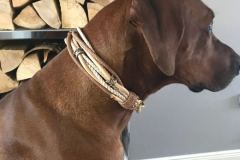 RHODESIAN-Ridgeback-Halsband-Simba-3