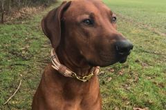 RHODESIAN-Ridgeback-Halsband-Simba-4