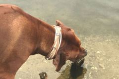 RHODESIAN-Ridgeback-Halsband-Simba-6