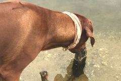 RHODESIAN-Ridgeback-Halsband-Simba-7