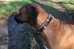 Rhodesian-Ridgeback-Hundehalsband-Eragon-1