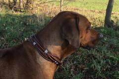 Rhodesian-Ridgeback-Hundehalsband-Eragon-2