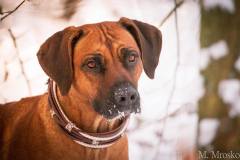 Rhodesian-Ridgeback-Hundehalsband-Mariella-2