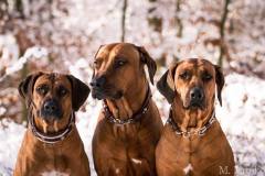 Luxus Hundehalsband mit Ohr-Tunnel - Luxus für Hunde DER BLOG