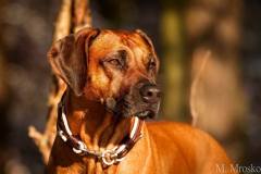 Rhodesian-Ridgeback-Hundehalsband-Mariella-4