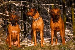 Rhodesian-Ridgeback-Hundehalsband-Mariella-5