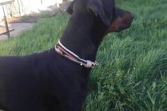 hundehalsband-mit-ohrtunnel-schwarz-beige-5