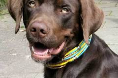 hundehalsband_labrador_leder_gelb_tuerkis-_Neelix-