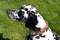 hundehalsband_leder_mix_ohrtunnel_dalmatiner_4