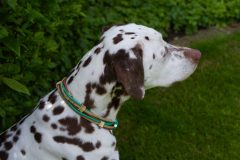 hundehalsband_leder_mix_ohrtunnel_dalmatiner_7