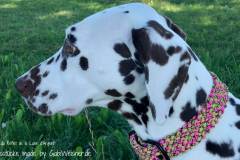 Hundehalsband-Melone-3-cm-breit-stufenlos-noia