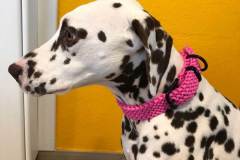 Hundehalsband-Paracord-Pink-3-cm-breit-stufenlos-verstellbar-Noia-1
