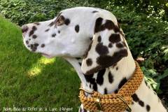 Hundehalsband_dalmatiner_honig_noia_1