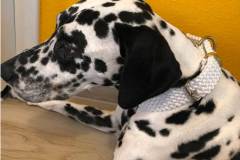 hundehalsband-mit-messingbeschlag-WEIß-VASCO