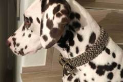 hundehalsband_dalmatiner_tweed_noia_1