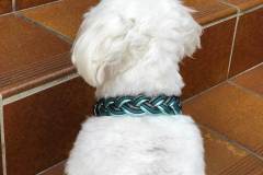 Hundehalsband-Leder-Mix-in-Petrol-und-Türkis-metallic-2