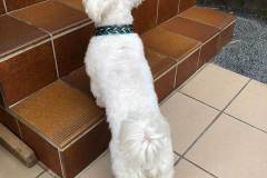 Hundehalsband-Leder-Mix-in-Petrol-und-Türkis-metallic-4