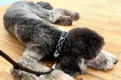Hundehalsband-Leder-geflochten-Schwarz-Silber-Strass-loki-2