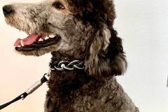 Hundehalsband-Leder-geflochten-Schwarz-Silber-Strass-loki-3
