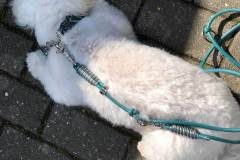Hundehalsband-SET-mit-Leine.-Leder-Mix-in-Petrol-und-Türkis-metallic-5
