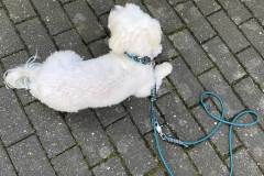 Hundehalsband-SET-mit-Leine.-Leder-Mix-in-Petrol-und-Türkis-metallic-6