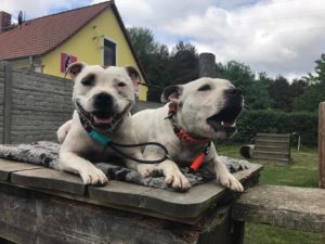 Neue Hundehalsbänder im Leder Mix