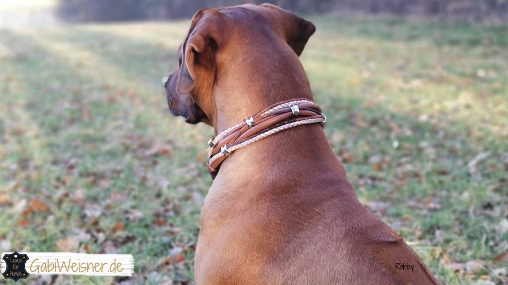 Halsband und Leine zusammen Hundehalsband Rhodesian Ridgeback