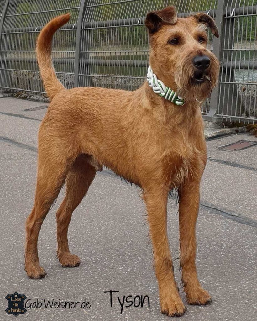 Hundehalsband Leder in Weiß mit Grün-metallic breit geflochten