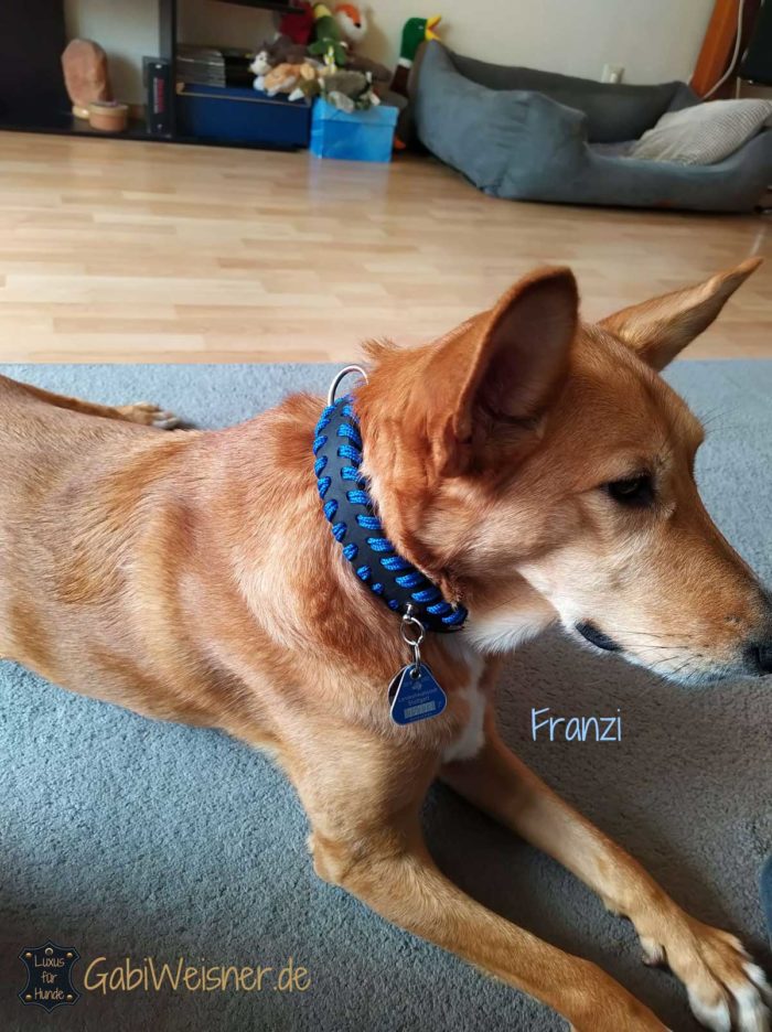 Hundehalsband Blau Royalblau Leder
