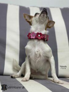Kleine Halsbänder für kleine Hunde. Chihuahua