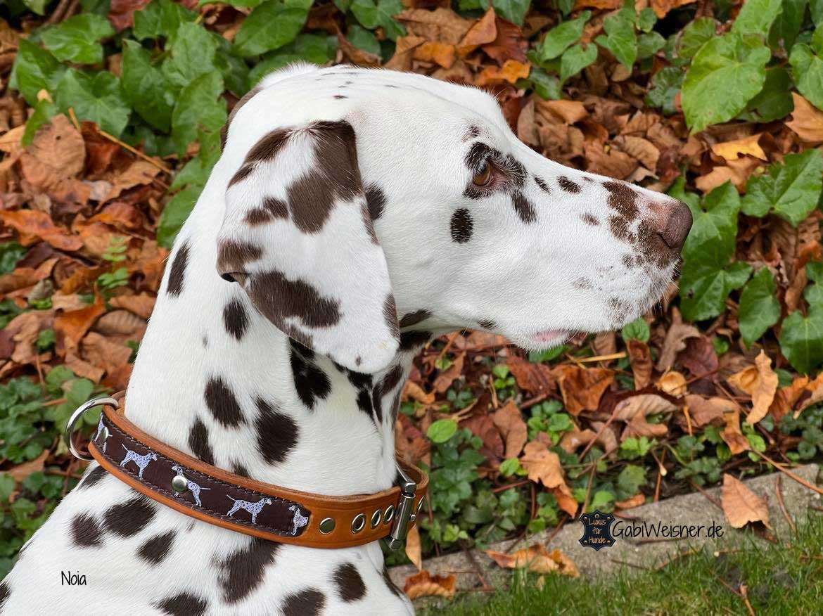 Hundehalsband mit Dalmatiner - Luxus für Hunde DER BLOG