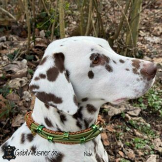 Hundehalsband Dalmatiner Noia