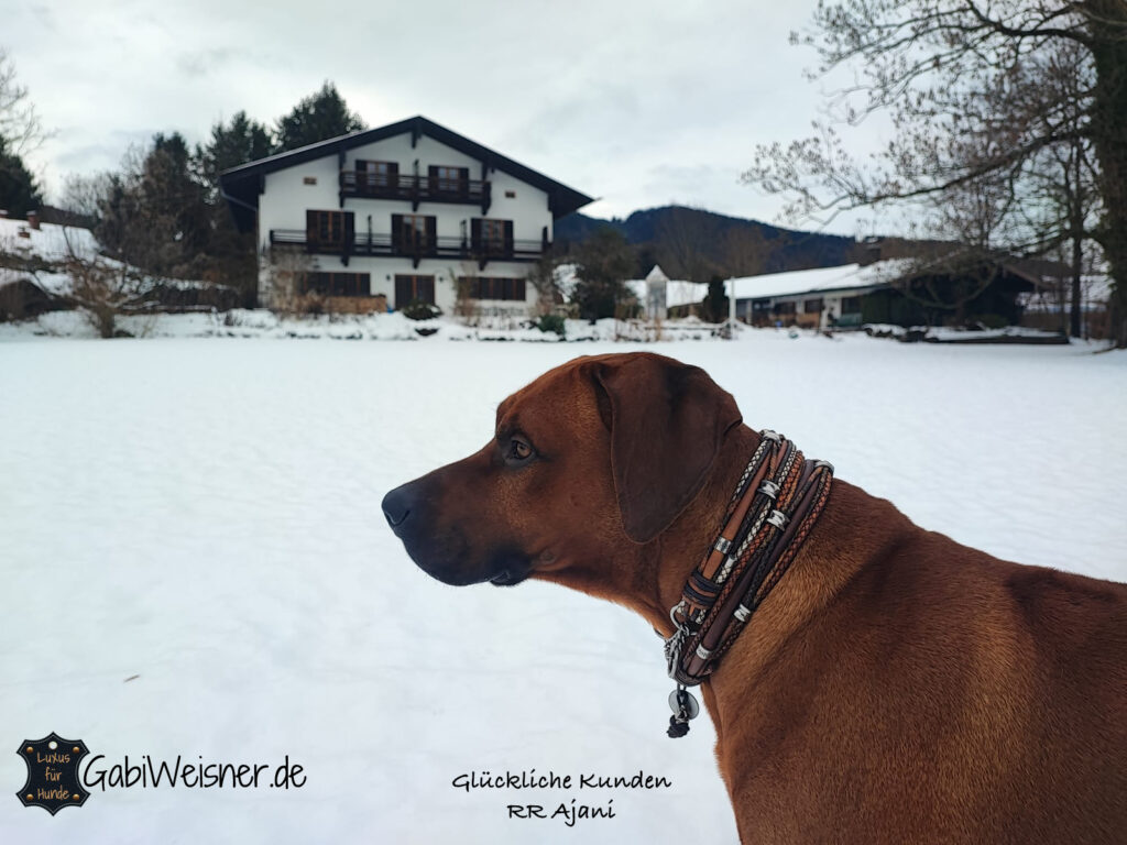 Glückliche Kunden
Rhodesian Ridgeback Ajani